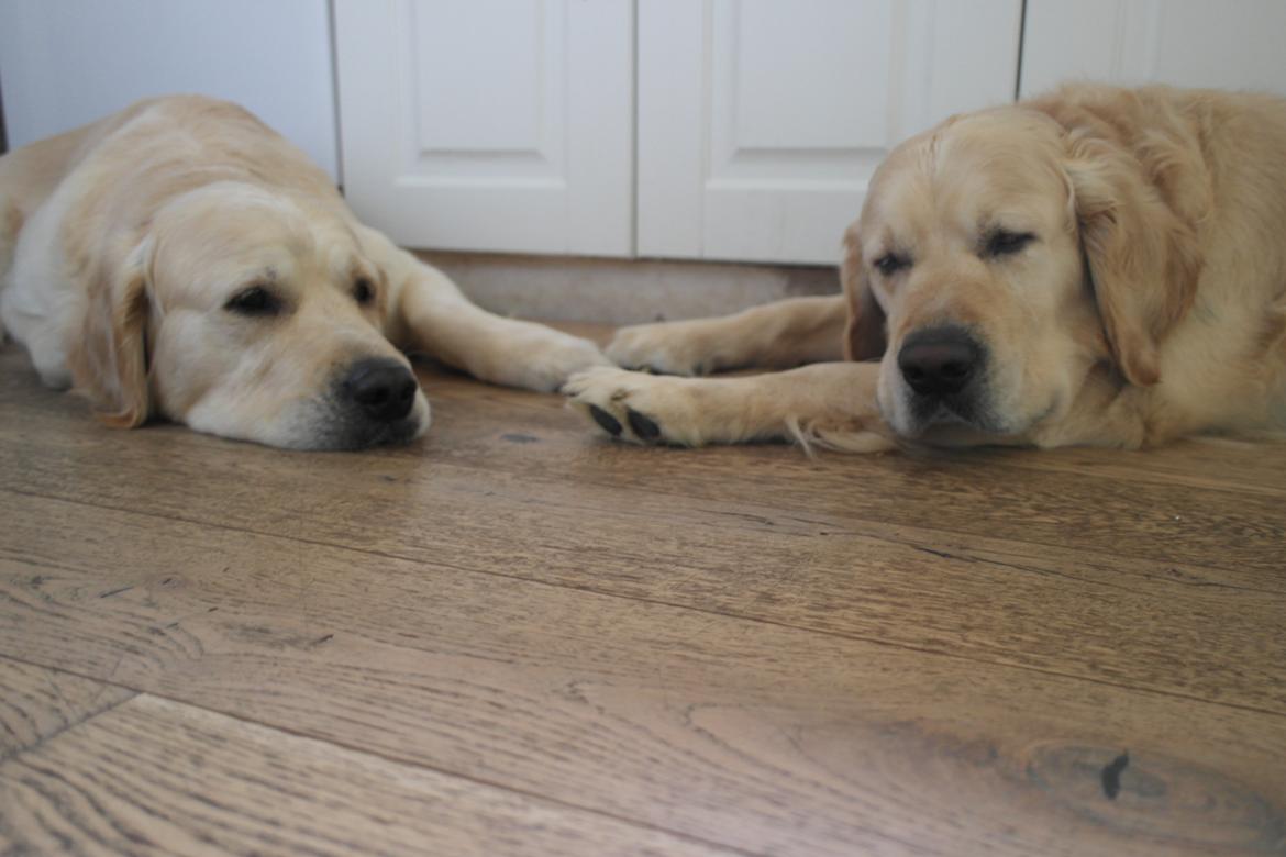 Golden retriever Benny billede 7