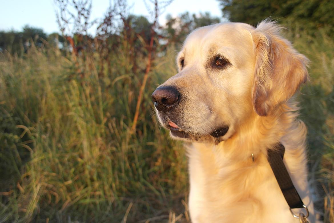 Golden retriever Benny billede 8