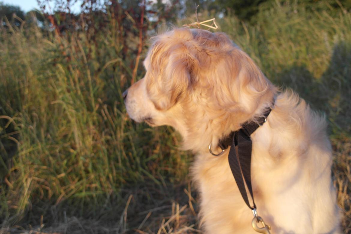 Golden retriever Benny billede 9