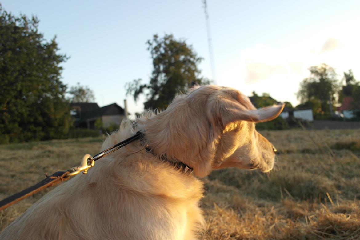 Golden retriever Benny billede 10