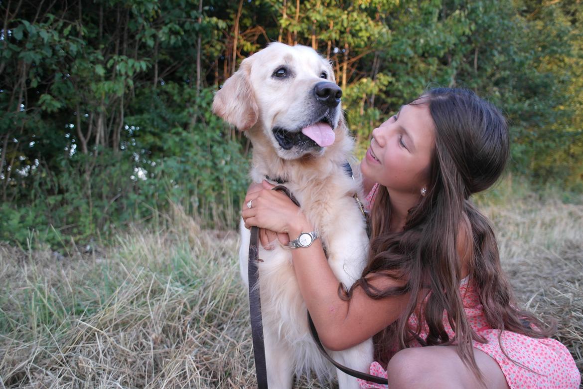 Golden retriever Benny billede 12