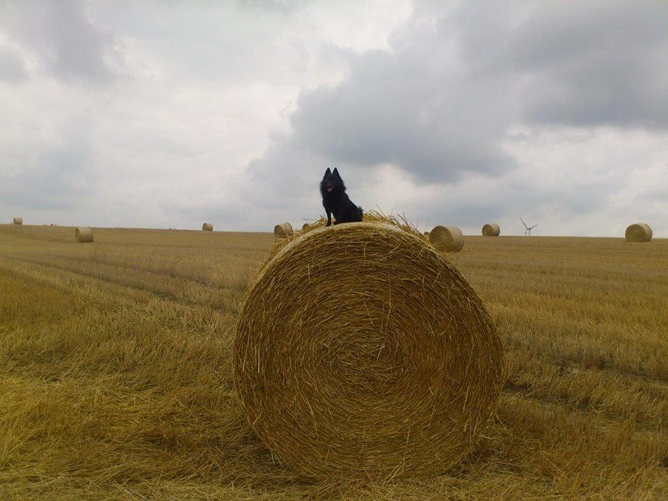 Schipperke Pri-wat Emil (Ludo) - smukke <3 billede 17