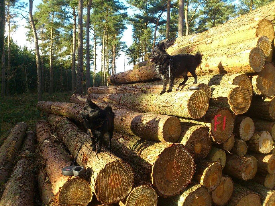 Schipperke Pri-wat Emil (Ludo) billede 18