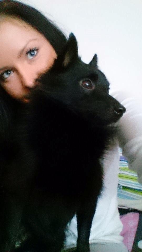 Schipperke Pri-wat Emil (Ludo) billede 19