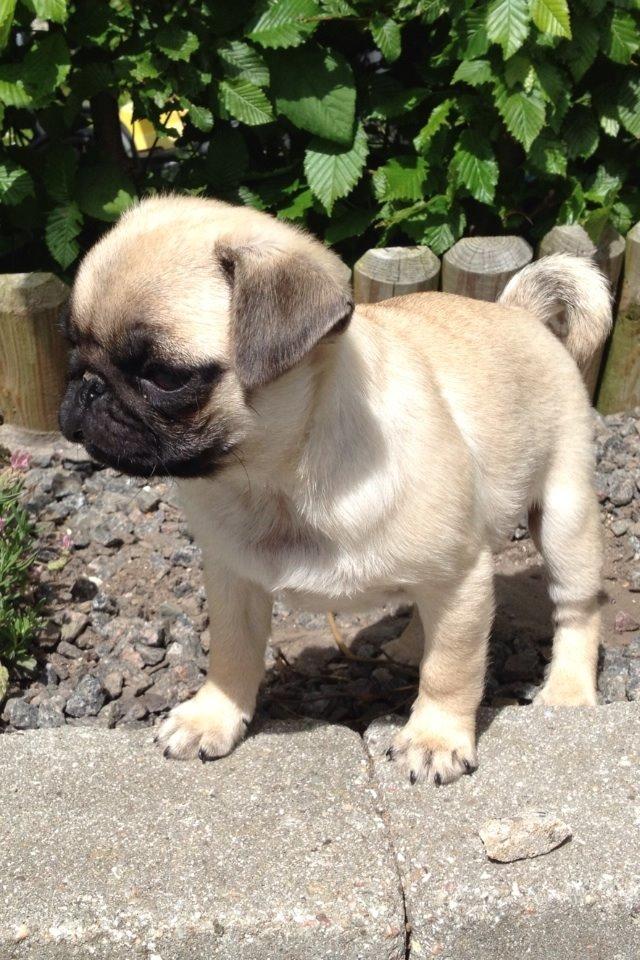 Mops Karla billede 2