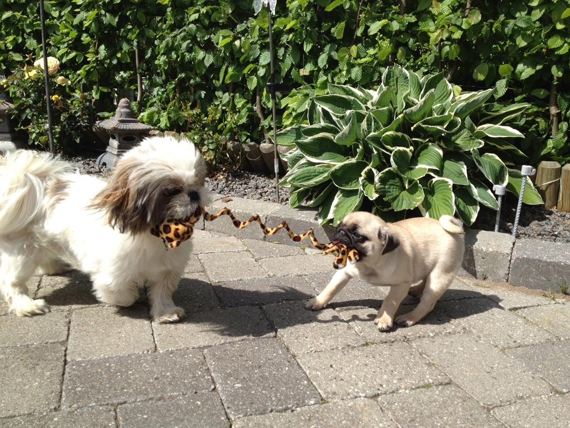 Mops Karla billede 4