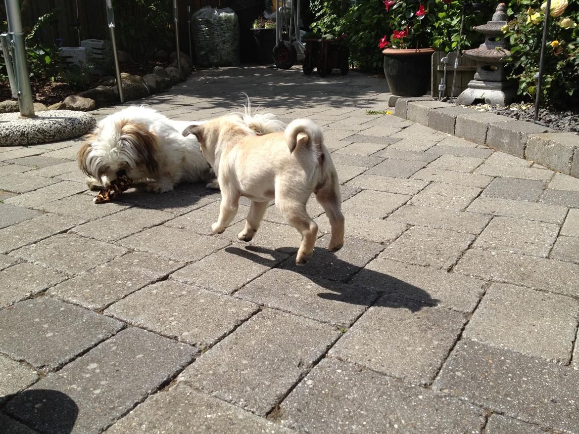 Mops Karla billede 5