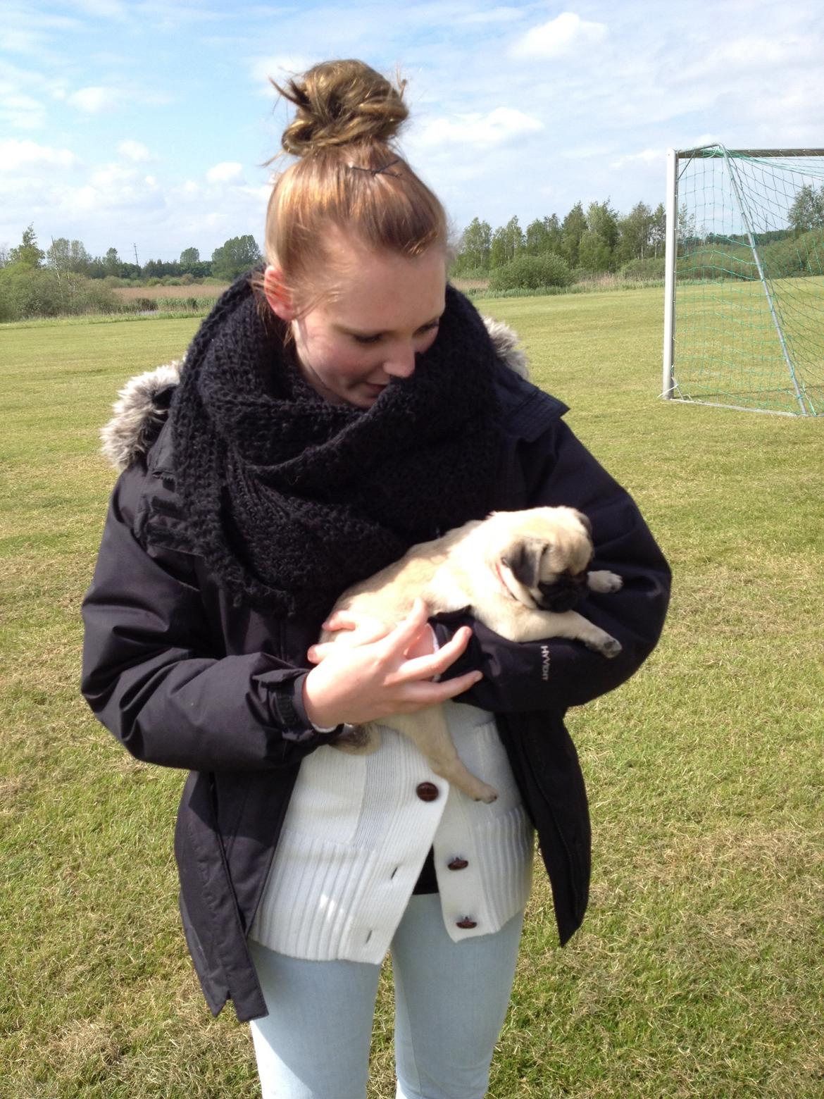 Mops Karla billede 8