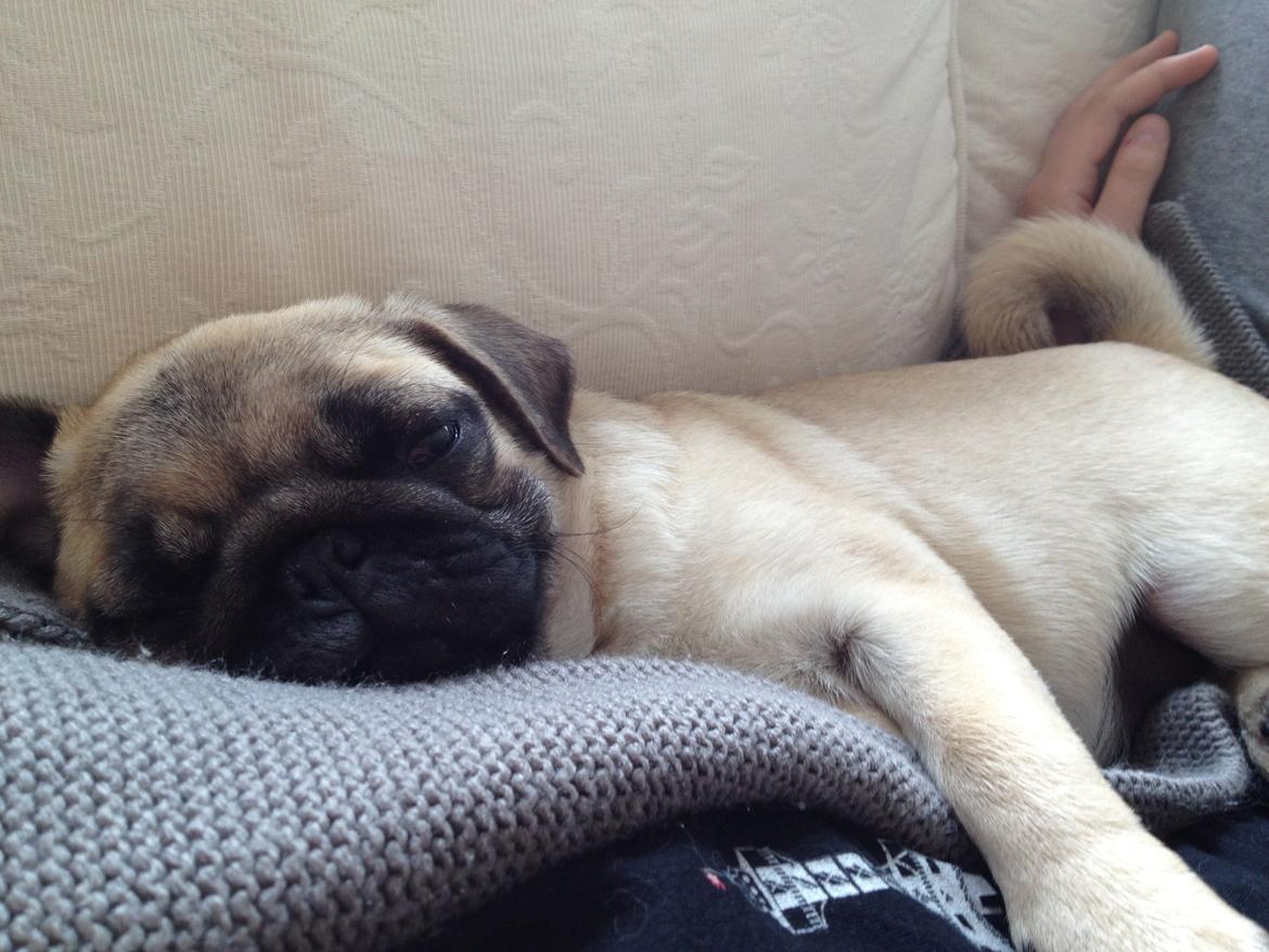 Mops Karla billede 7