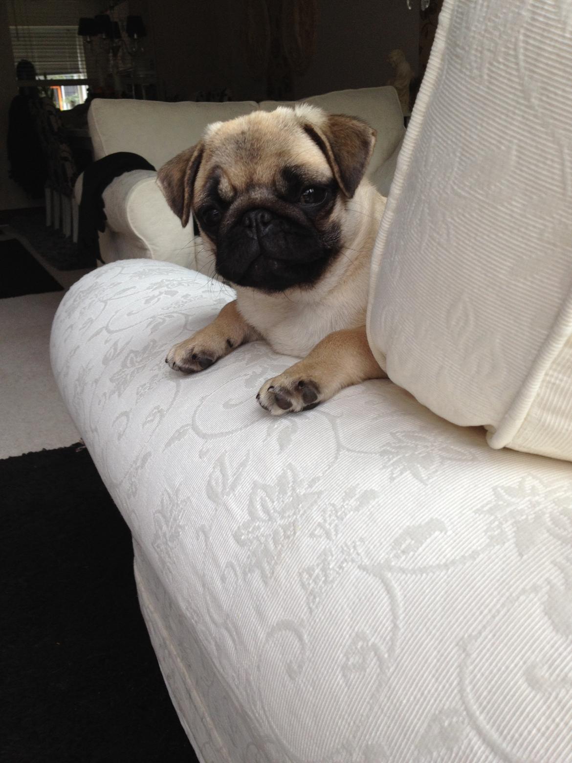 Mops Karla billede 9