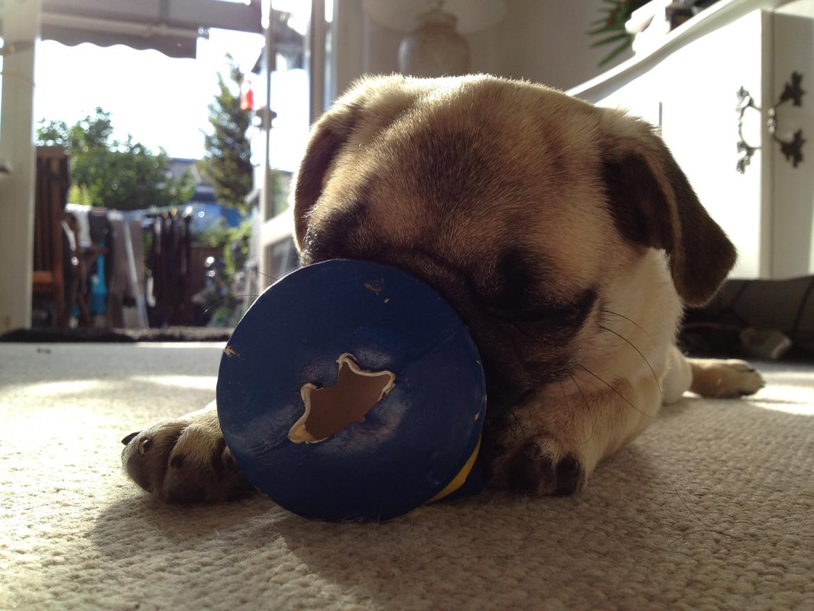 Mops Karla billede 11