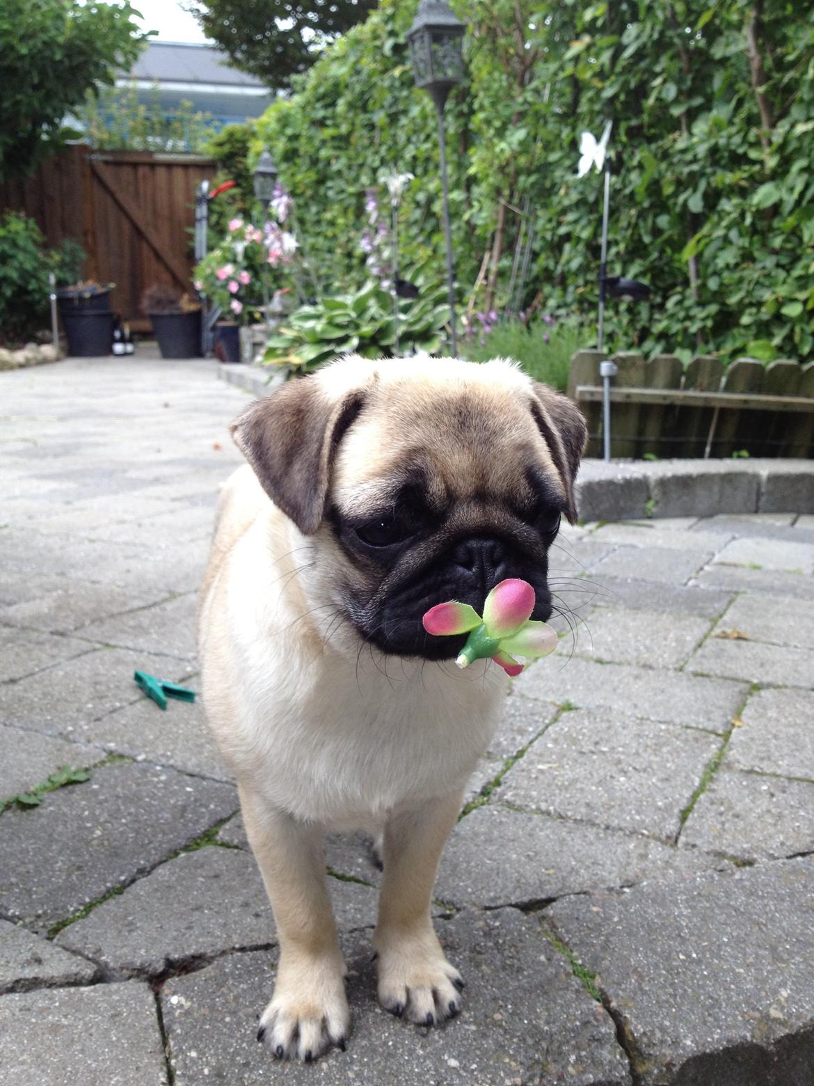 Mops Karla billede 10