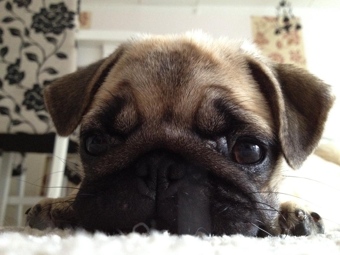 Mops Karla billede 13