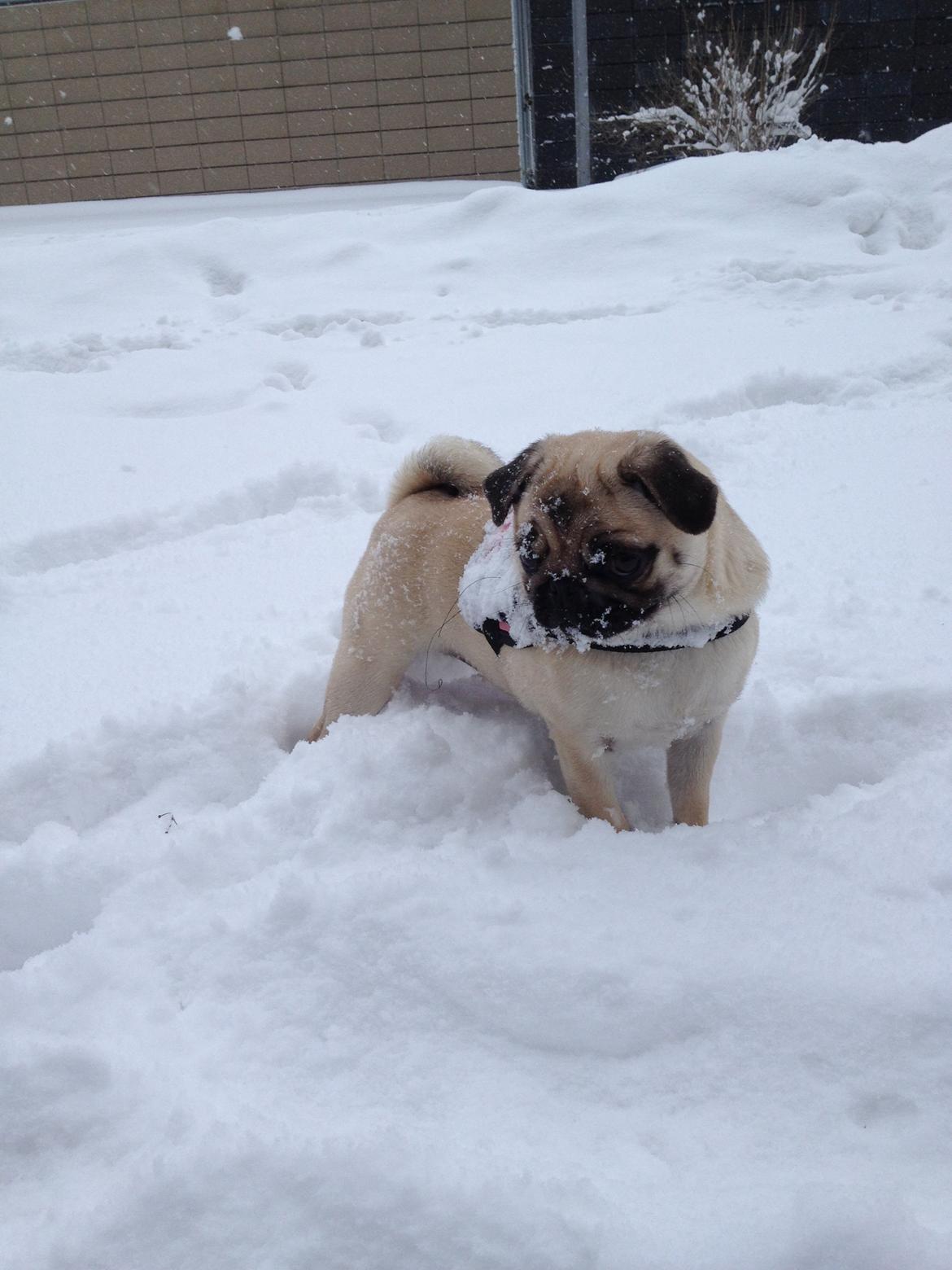 Mops Karla billede 14