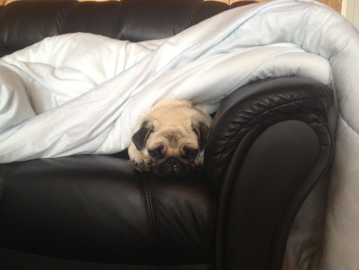 Mops Karla billede 18