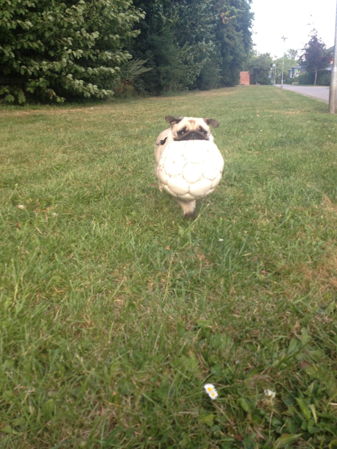 Mops Karla billede 17