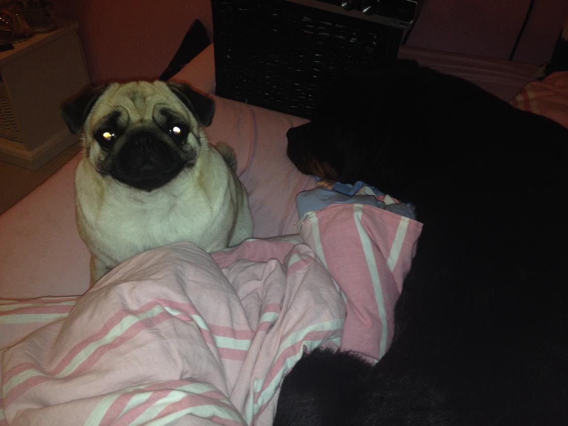 Mops Karla billede 21