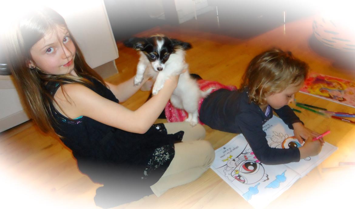 Papillon Flowerbirds Zia Be My Beauty - Zia møder mine niecer for 1. gang. billede 24