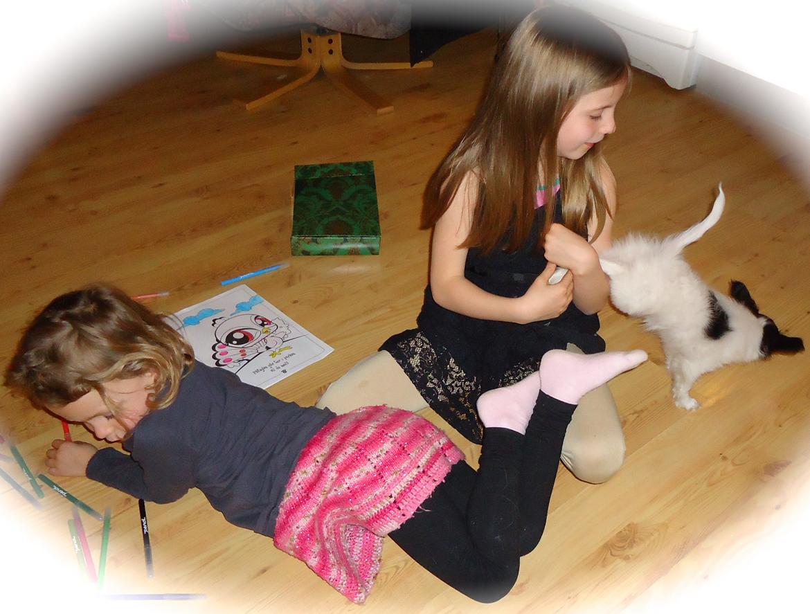 Papillon Flowerbirds Zia Be My Beauty billede 25