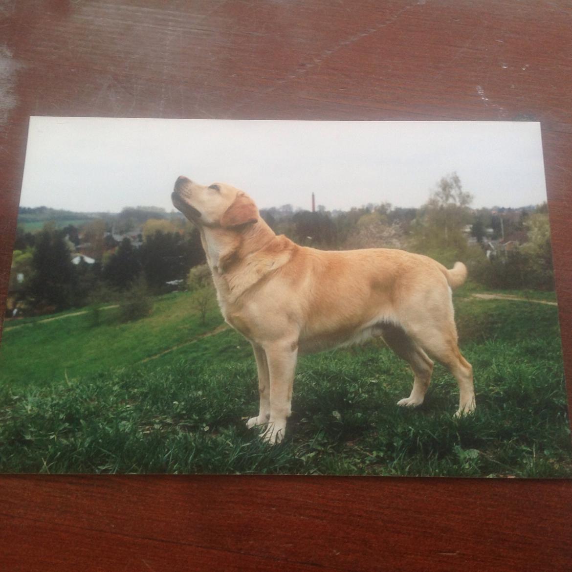 Labrador retriever Creme-Fraiche Caruso billede 4