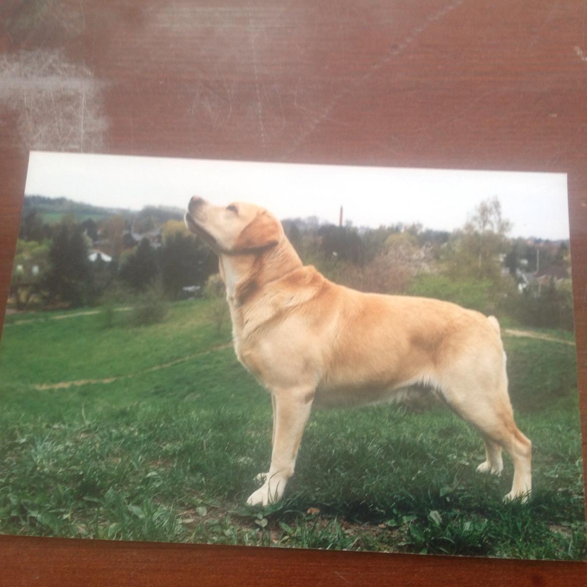 Labrador retriever Creme-Fraiche Caruso billede 5