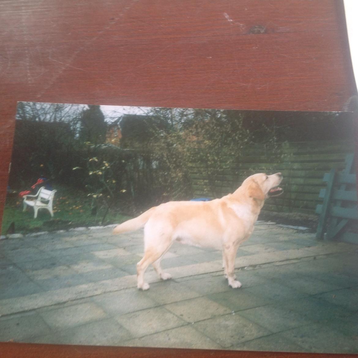Labrador retriever Creme-Fraiche Caruso billede 6
