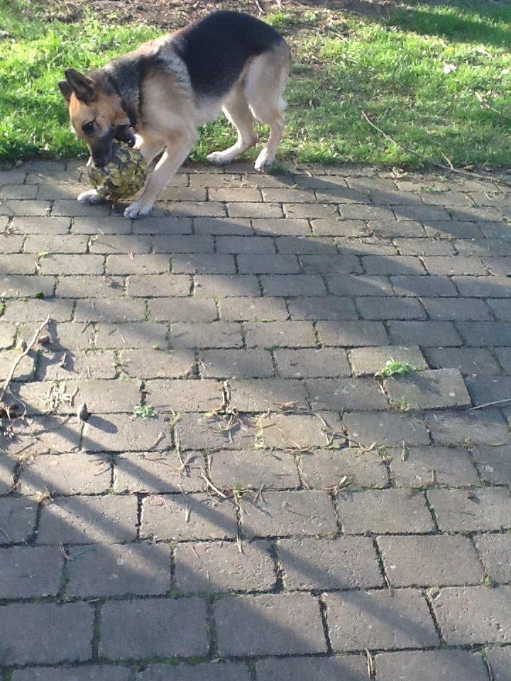 Schæferhund Zaco billede 19