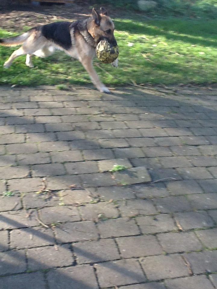 Schæferhund Zaco billede 20