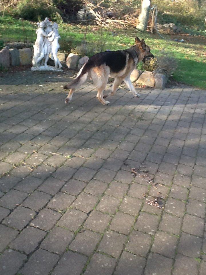 Schæferhund Zaco billede 21