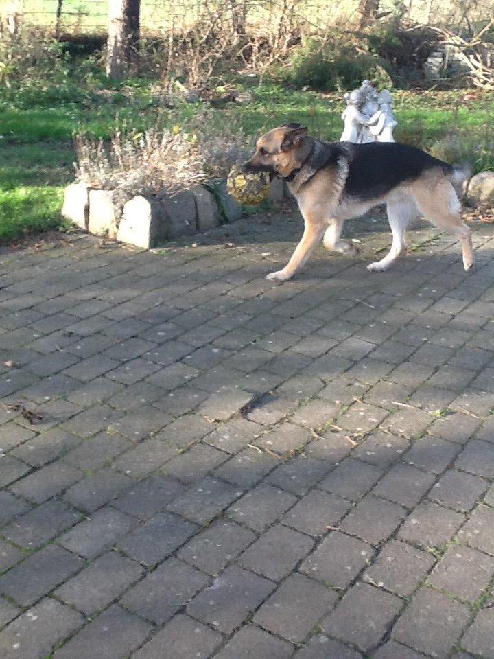 Schæferhund Zaco billede 22