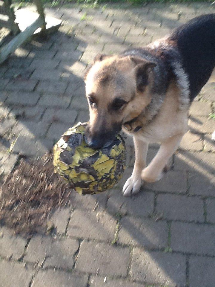 Schæferhund Zaco billede 23