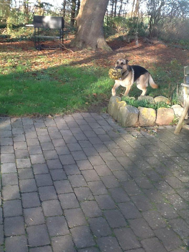 Schæferhund Zaco billede 24