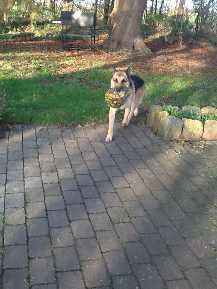 Schæferhund Zaco billede 25