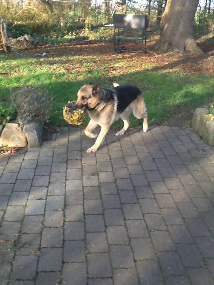 Schæferhund Zaco billede 26