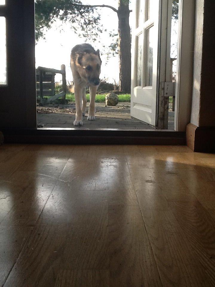 Schæferhund Zaco billede 27