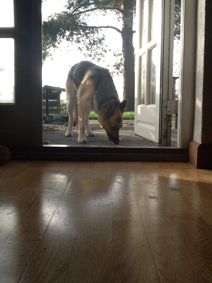 Schæferhund Zaco billede 28