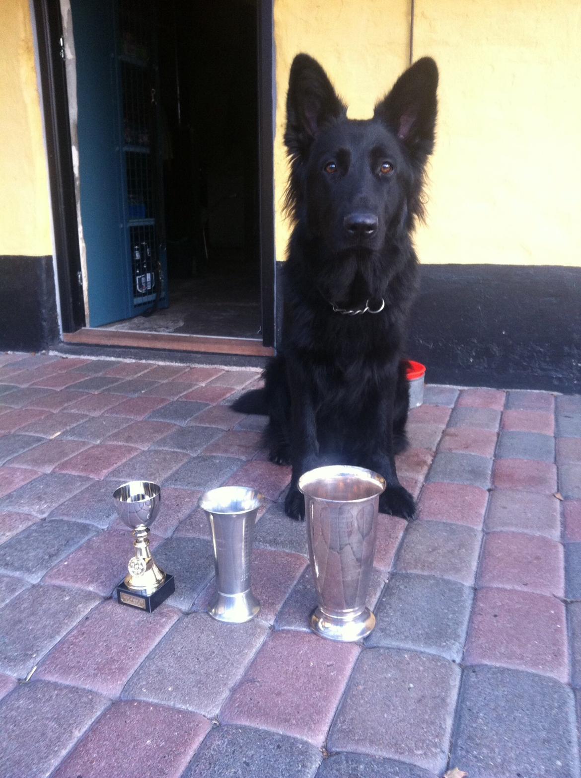 Schæferhund Tessa billede 19