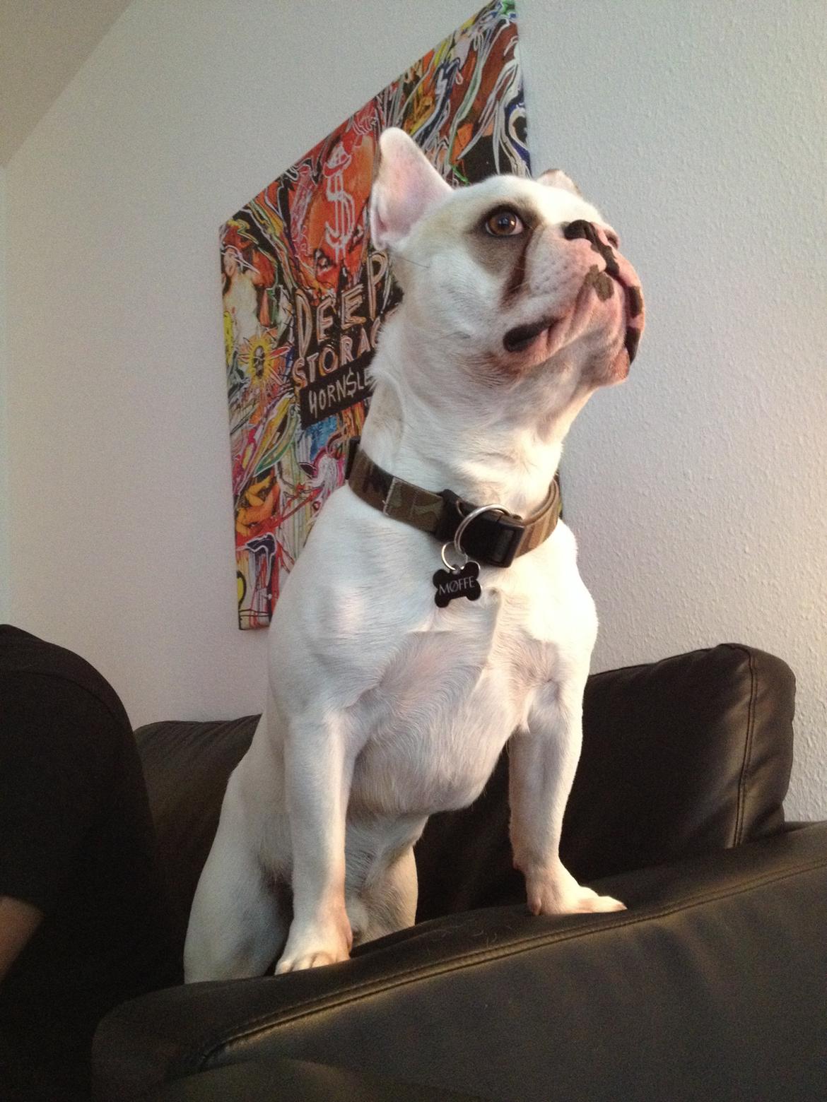 Fransk bulldog Møffe (Bjarne). billede 12