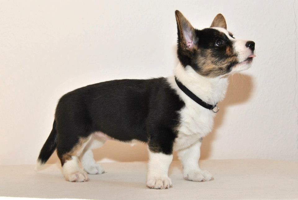 Welsh corgi cardigan Gaby billede 7