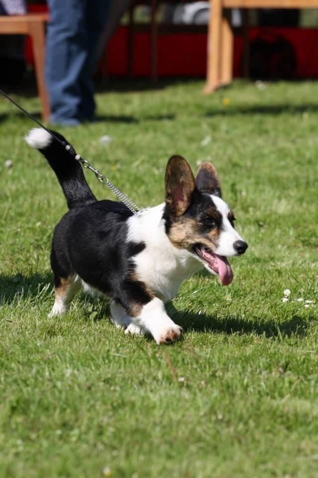 Welsh corgi cardigan Gaby billede 5