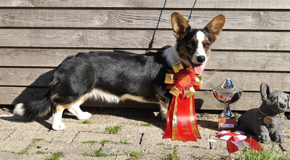 Welsh corgi cardigan Gaby billede 4