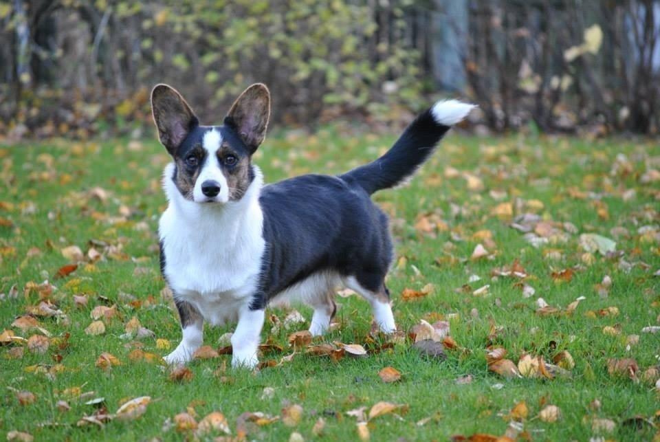 Welsh corgi cardigan Gaby billede 2