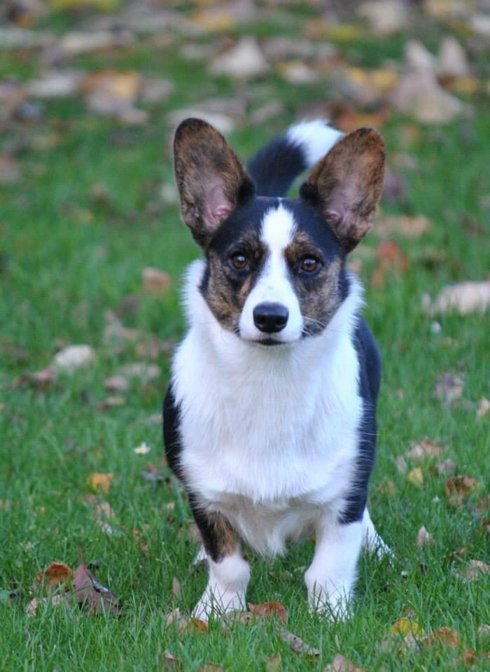 Welsh corgi cardigan Gaby billede 1