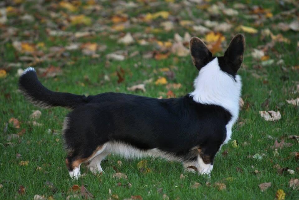 Welsh corgi cardigan Gaby billede 3