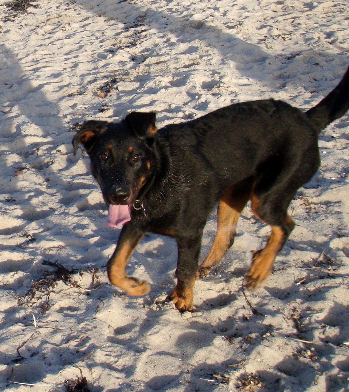 Beauceron Woodt Light Cooper - Strandtur i det skønne efterårsvejr billede 10