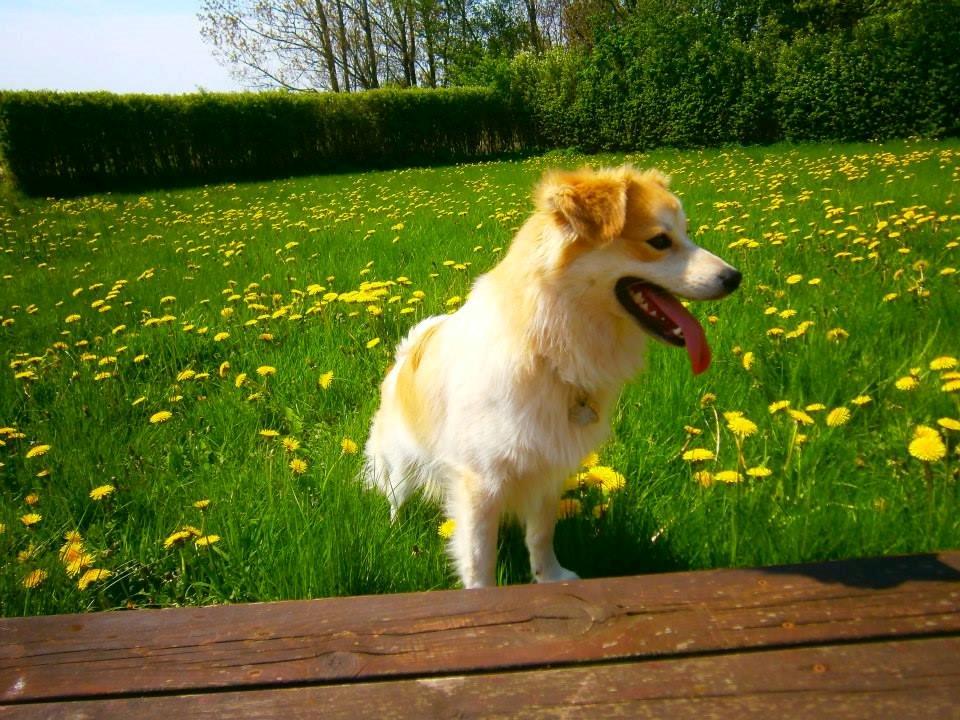 Blanding af racer Japansk spids/beagle Gaius billede 20