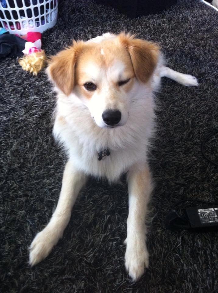 Blanding af racer Japansk spids/beagle Gaius billede 21