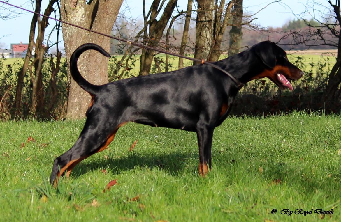 Dobermann Destiny´s Phoenix Invisible Touch aka Viper billede 25