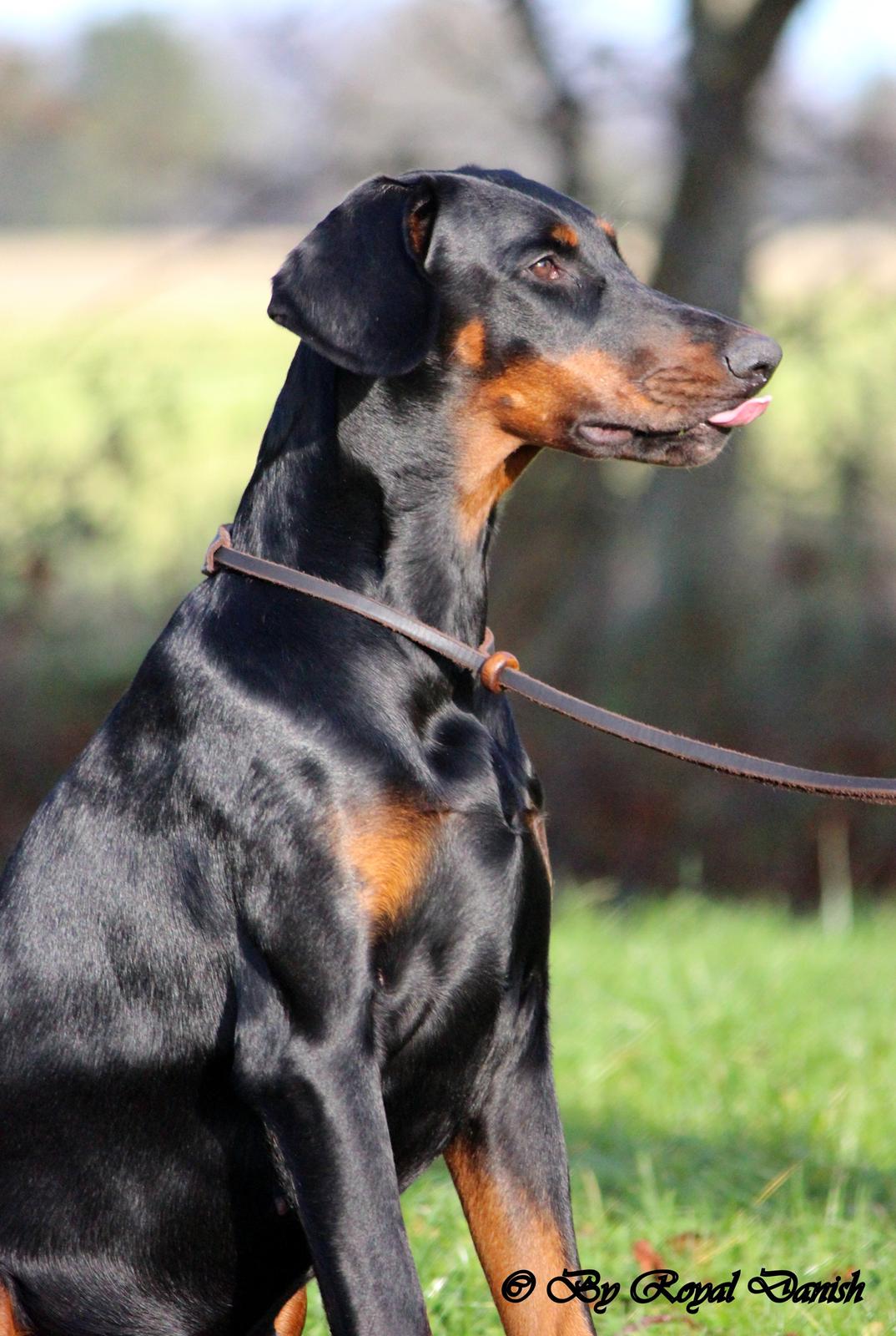 Dobermann Destiny´s Phoenix Invisible Touch aka Viper billede 26