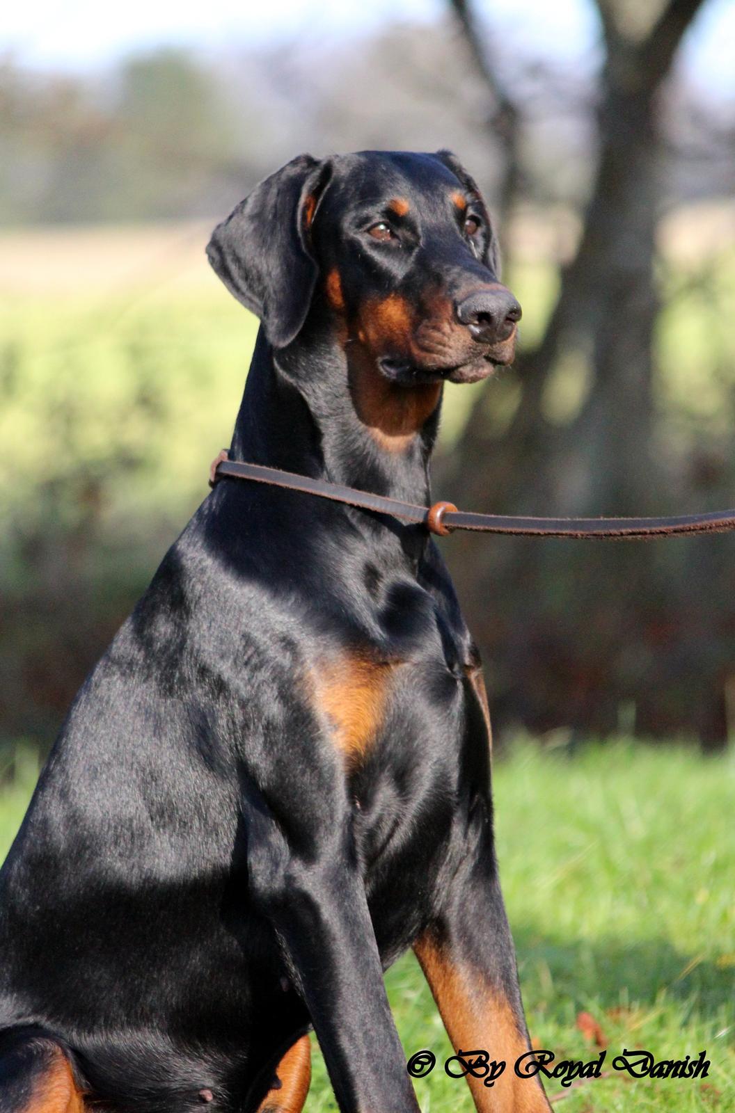 Dobermann Destiny´s Phoenix Invisible Touch aka Viper billede 27